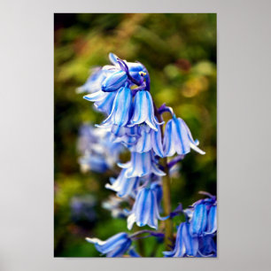 Poster Bluebells Fleurs de printemps Bluebell