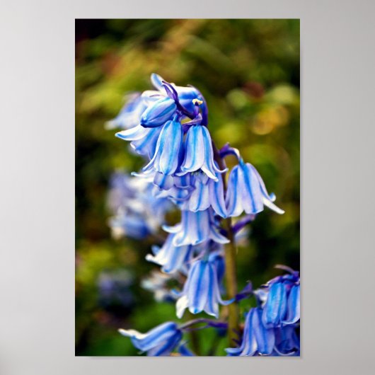 Poster Bluebells Fleurs de printemps Bluebell (Devant)
