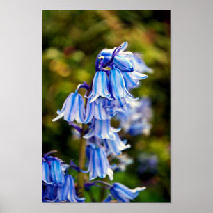 Poster Bluebells Fleurs de printemps Bluebell