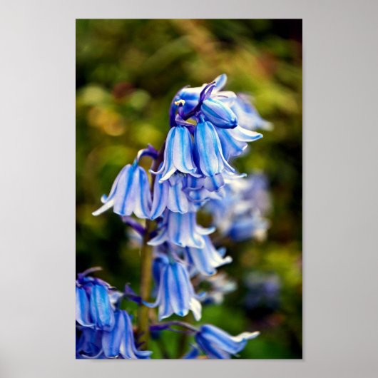 Poster Bluebells Fleurs de printemps Bluebell (Devant)