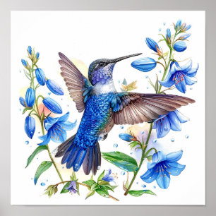 Poster Bluebells Hummingbird Aquarelle Imprimer