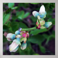 Blueberries en floraison