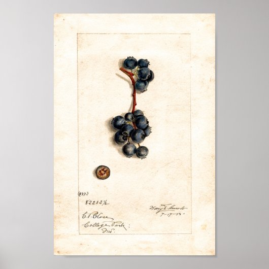 Poster - Blueberries Par James Shull (Devant)