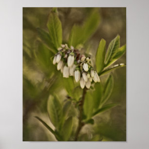 Poster Blueberry 585