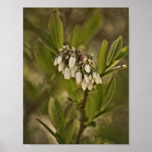 Poster Blueberry 585 (Devant)