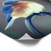 Poster Bluebird (Coin)