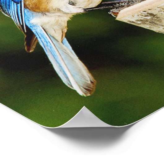 Poster Bluebird (Coin)