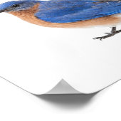 Poster Bluebird (Coin)