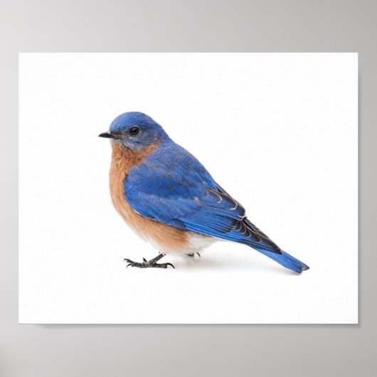 Poster Bluebird (Devant)
