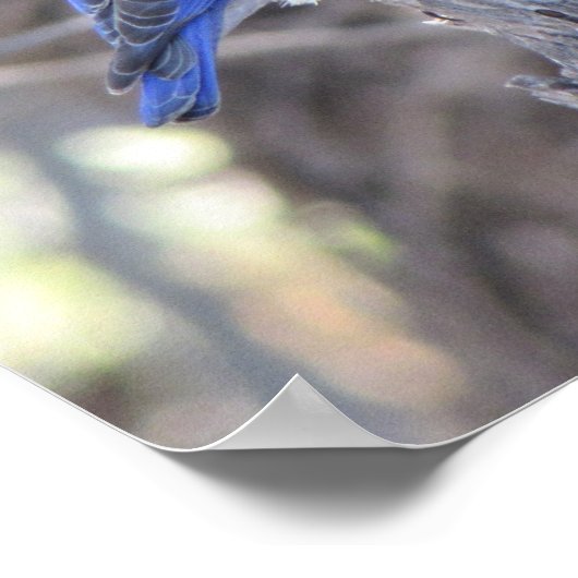 Poster Bluebird (Coin)