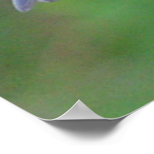 Poster Bluebird (Coin)