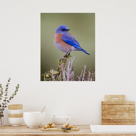 Poster Bluebird (Cuisine)