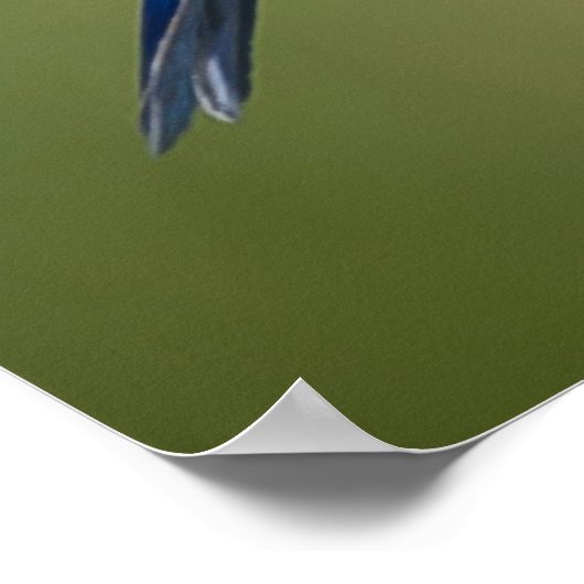 Poster Bluebird (Coin)