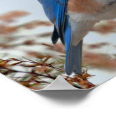 Poster Bluebird de bonheur (Coin)