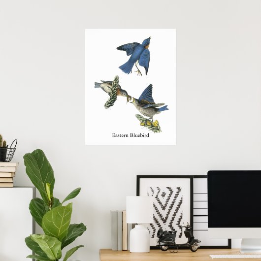 Poster Bluebird, John Audubon (Bureau à domicile)