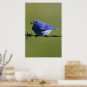 Poster Bluebird Occidental Homme avec des insectes (Cuisine)