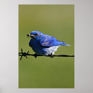 Poster Bluebird Occidental Homme avec des insectes