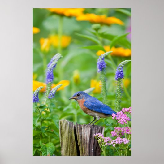 Poster Bluebird peins on fence post in flower garden (Devant)