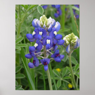 Poster Bluebonnet de Texas