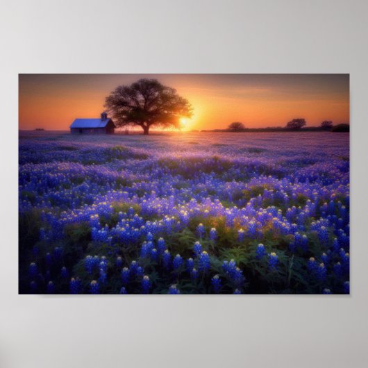 Poster Bluebonnet Field au coucher du soleil avec vieille (Devant)