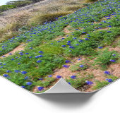 Poster "Bluebonnet Field, Austin, Texas (Coin)