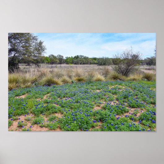 Poster "Bluebonnet Field, Austin, Texas (Devant)