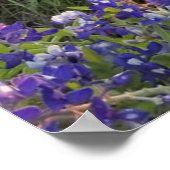 Poster Bluebonnet Sunset (Coin)