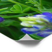 Poster Bluebonnets (Coin)