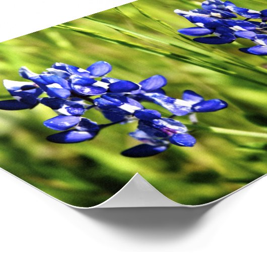 Poster Bluebonnets (Coin)