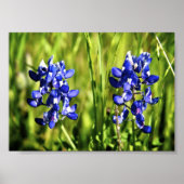 Poster Bluebonnets (Devant)