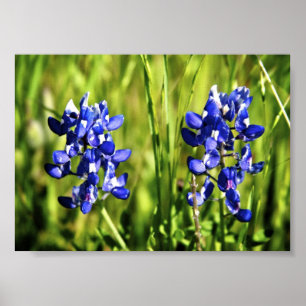 Poster Bluebonnets