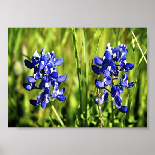 Poster Bluebonnets (Devant)
