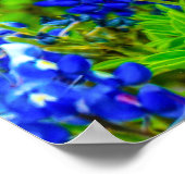 Poster Bluebonnets de Texas Rustic Blue Fleurs sauvages (Coin)