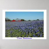 Poster Bluebonnets du Texas (Devant)