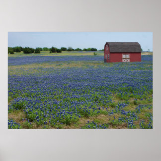 Poster Bluebonnets et une grange rouge