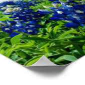 Poster Bluebonnets Fleurs Bleues Texas Texan Floral (Coin)