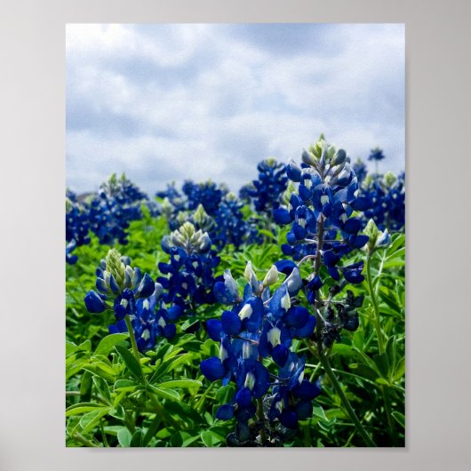 Poster Bluebonnets Fleurs Bleues Texas Texan Floral (Devant)