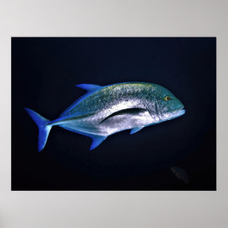Poster Bluefin Trevally
