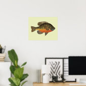 Poster Bluegill Bream (Bureau à domicile)