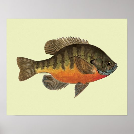 Poster Bluegill Bream (Devant)