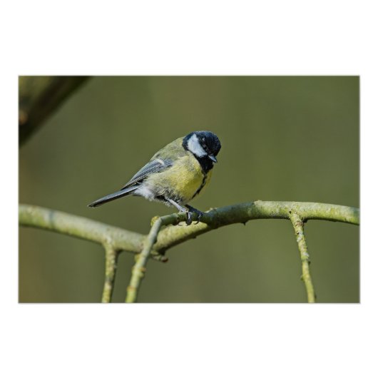 Poster Bluetit assis dans un arbre (Devant)