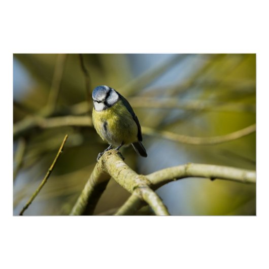 Poster Bluetit regarde la caméra (Devant)