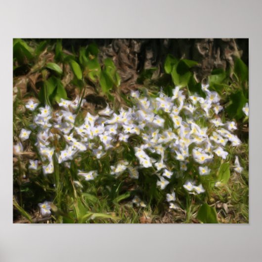 Poster Bluets Tiny Blue Flowers peinture à l'huile photo (Devant)