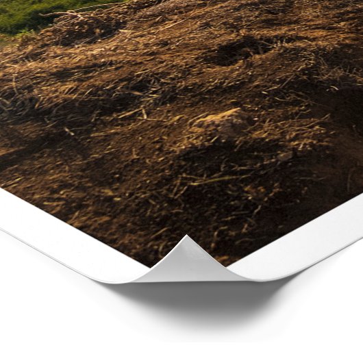 Poster Bluff Cove Light (Coin)