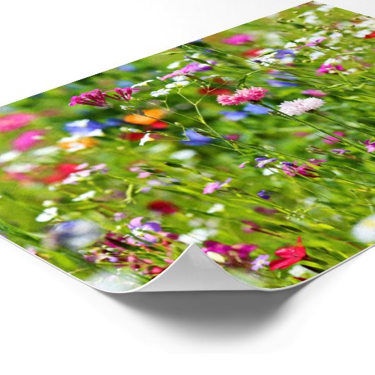 Poster Blumenwiese (Coin)