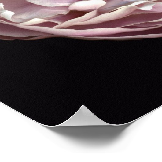 Poster Blush Peony (Coin)