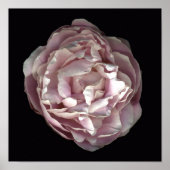Poster Blush Peony (Devant)