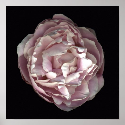Poster Blush Peony (Devant)