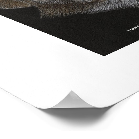 Poster Bo & Sissy (Coin)