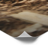 Poster Boa à queue rouge (Coin)